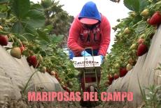 Mariposas del Campo: TVSS: Banner-L1
