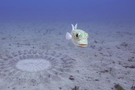 Pufferfish Builds Sand Sculpture for Mating: asset-mezzanine-16x9