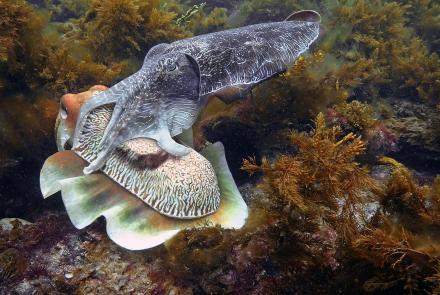 Why Do Cuttlefish Change Color?: asset-mezzanine-16x9