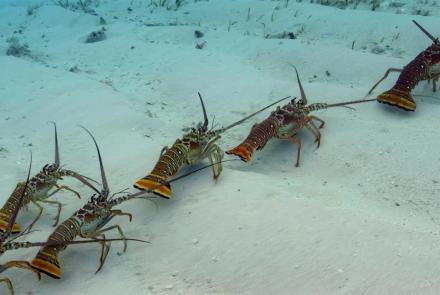 Why Are These Lobsters Doing The Conga?: asset-mezzanine-16x9