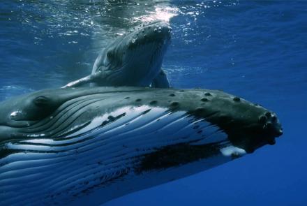 Mother Humpback Protects Calf From Males: asset-mezzanine-16x9