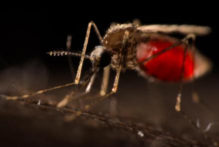 Why Mosquitos Are Humanity’s Deadliest Creature: asset-mezzanine-16x9