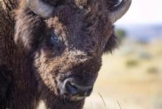 The American Buffalo: Blood Memory: TVSS: Iconic