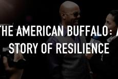 The American Buffalo: A Story of Resilience: TVSS: Staple